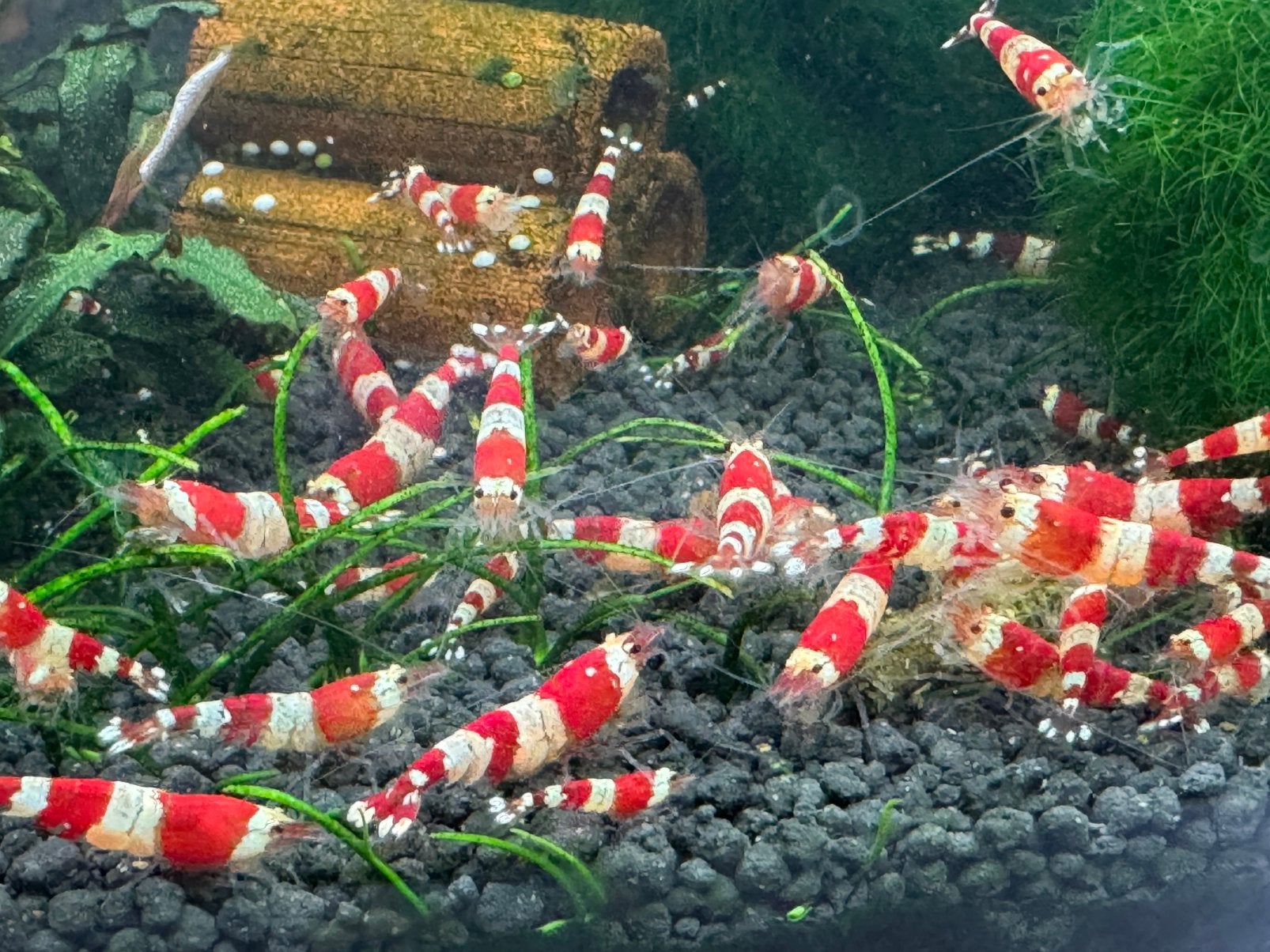 Chrystal Red Shrimps S/A grade / K4, Dieren en Toebehoren, Vissen | Aquariumvissen, Kreeft, Krab of Garnaal