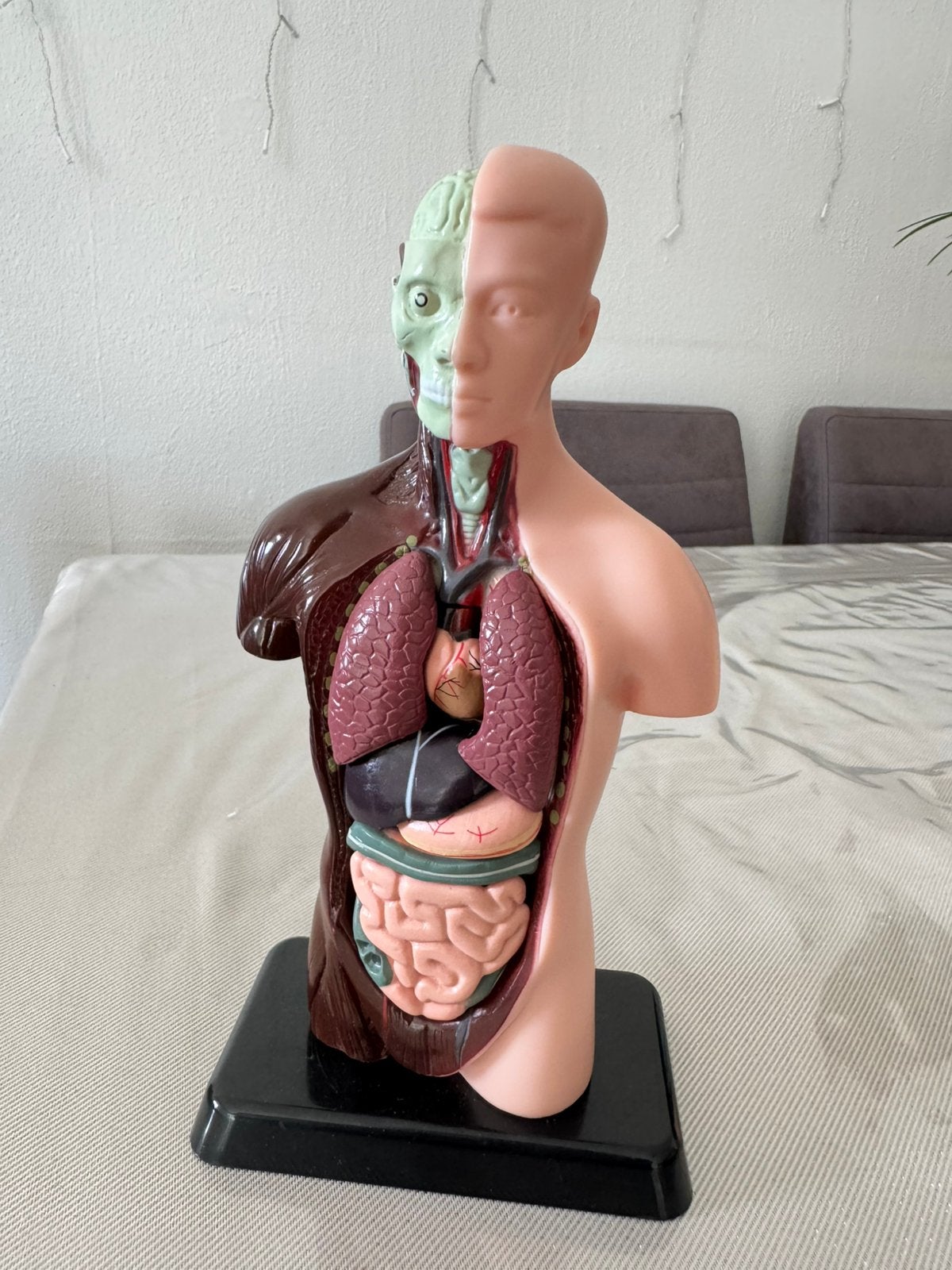 Educatief Anatomie Torso / Menselijk Lichaam Model- 3D, Ophalen of Verzenden, Zo goed als nieuw