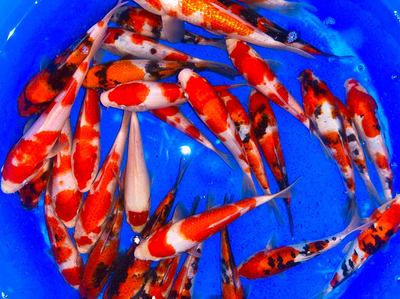 Showa, Sanke en Kohaku 20-25cm., Dieren en Toebehoren, Karper of Koi