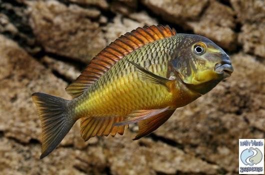 Tropheus Moorii yellow kachese (golden kazumba), Dieren en Toebehoren, Vissen | Aquariumvissen, Vis