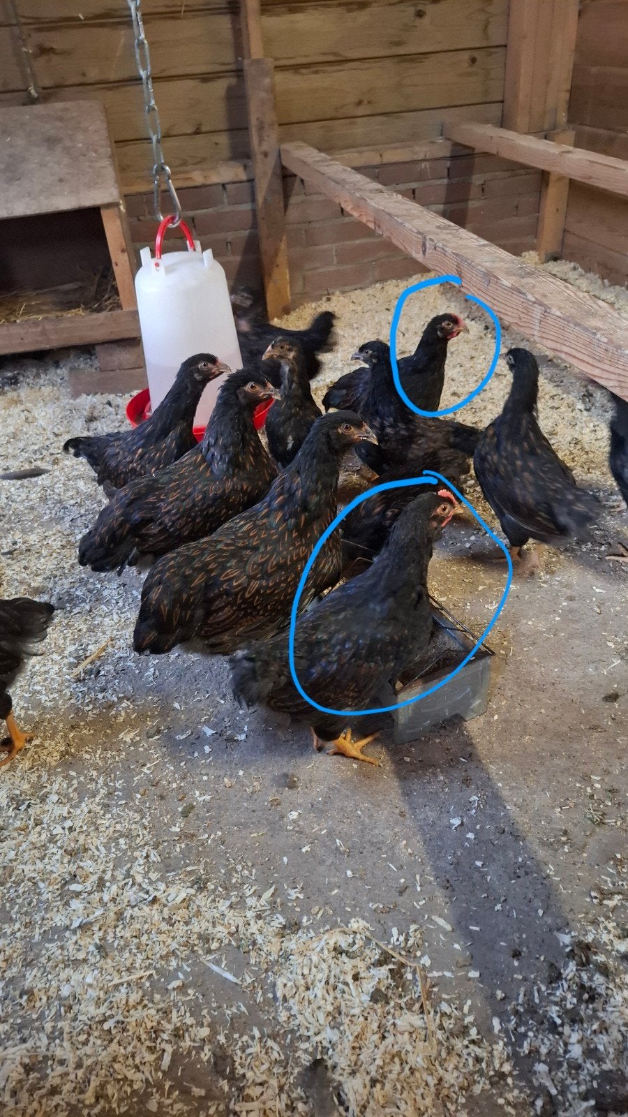 gratis Barnevelder Haan, Mannelijk, Kip
