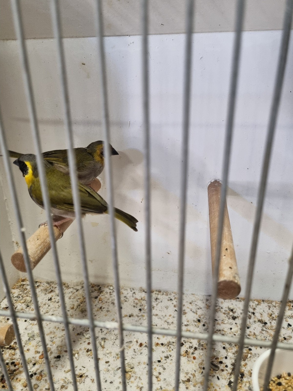 kleine cubavinken 2026, Meerdere dieren, Tropenvogel, Geringd