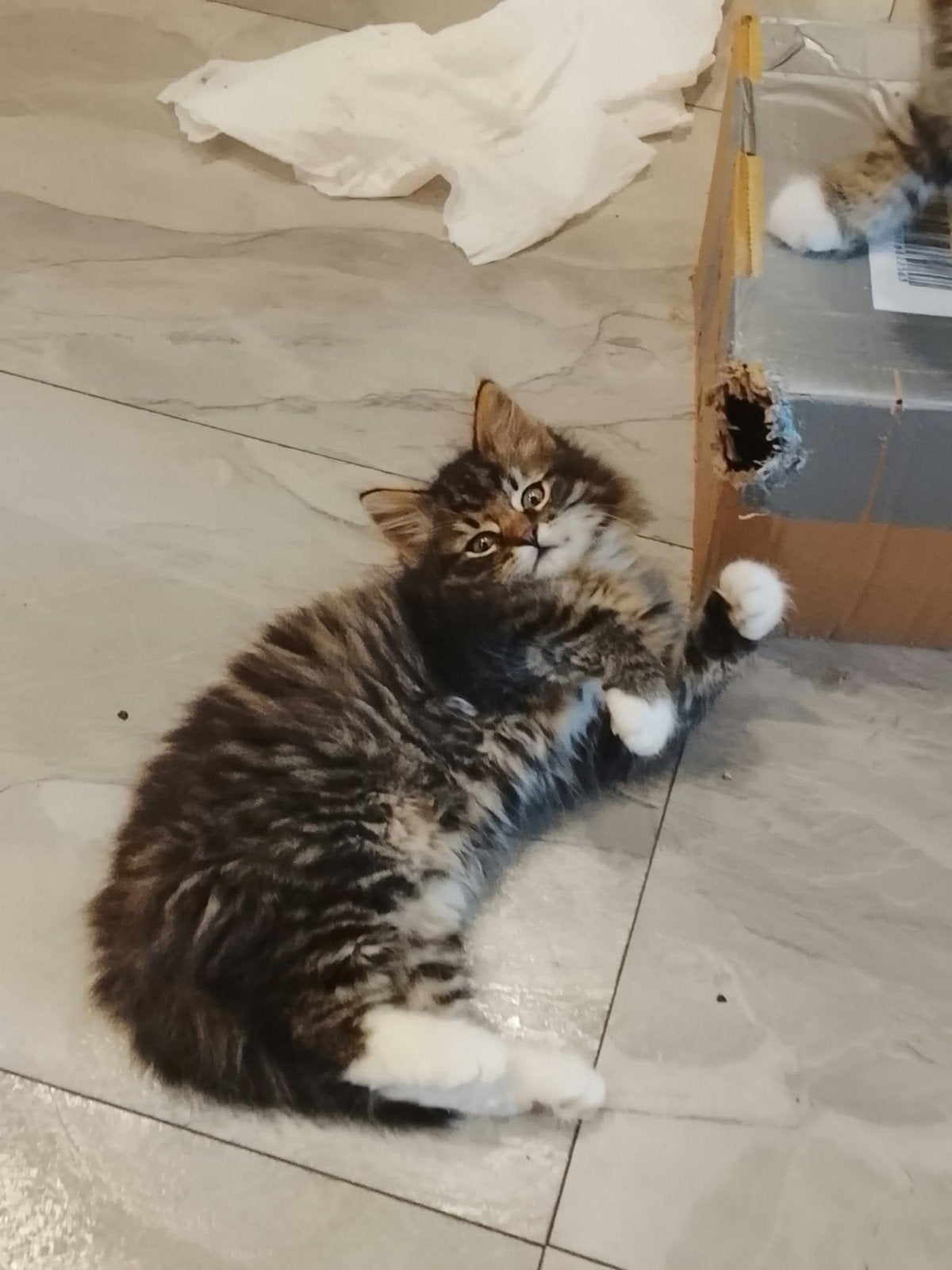 Ragdoll kittens, Dieren en Toebehoren, Kater, Ontwormd, 0 tot 2 jaar
