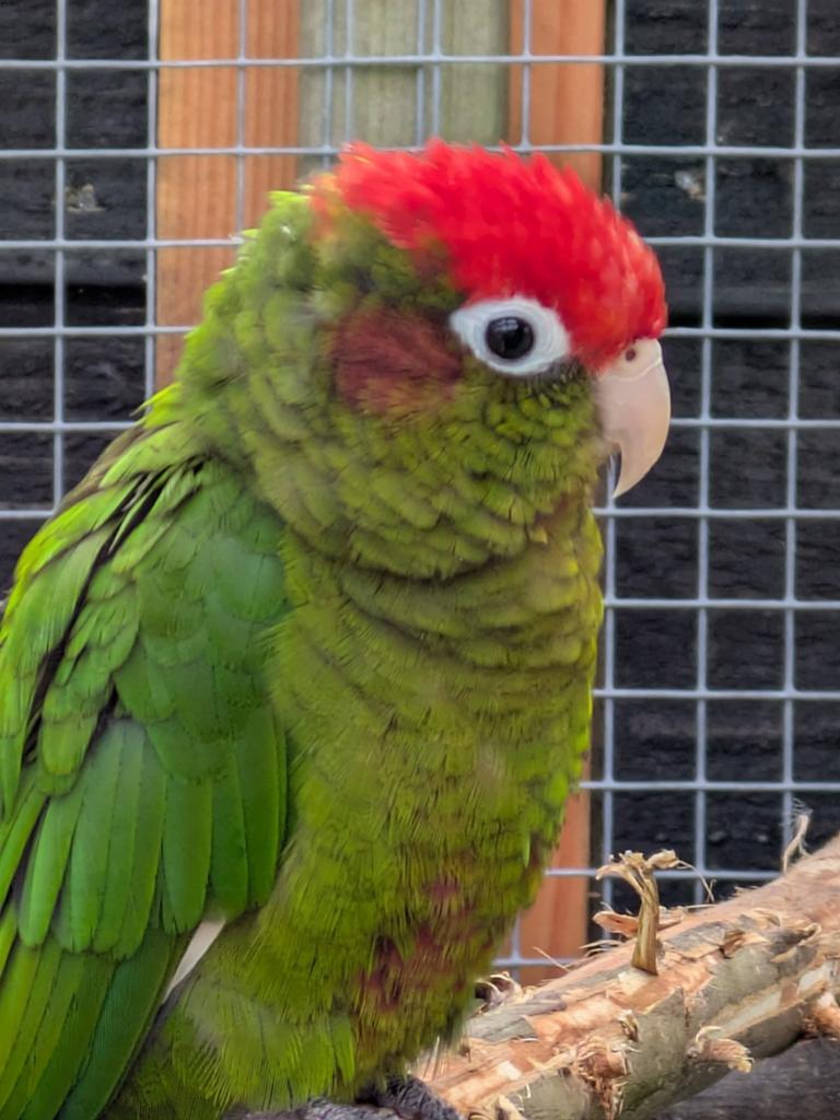 Koppel Pyrrhura Rhodocephala, Meerdere dieren, Parkiet, Geringd