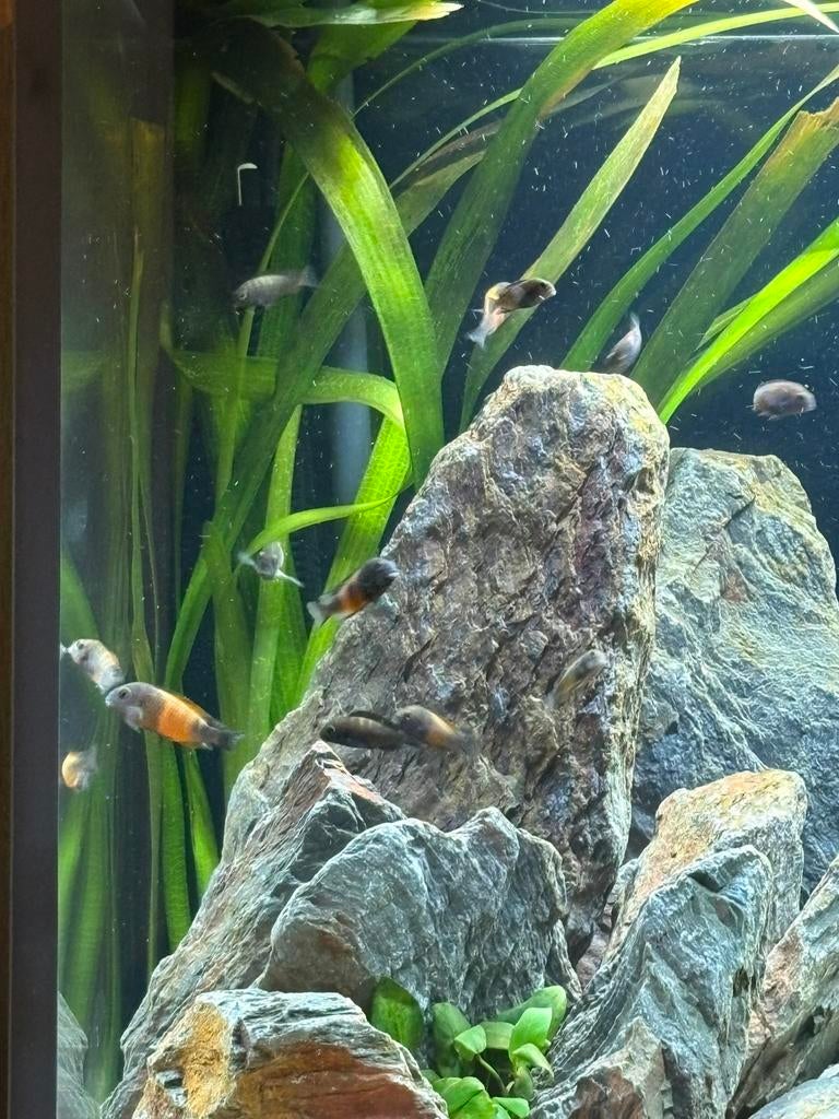 Aquarium cichliden Tropheus Memba en Multifasciatus, Dieren en Toebehoren, Vissen | Aquariumvissen, Vis, Zoetwatervis, Schoolvis