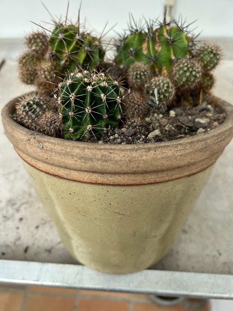 paascactus,Echinopsis oxigona, Ophalen, Minder dan 100 cm, Bloeiende kamerplant, Volle zon