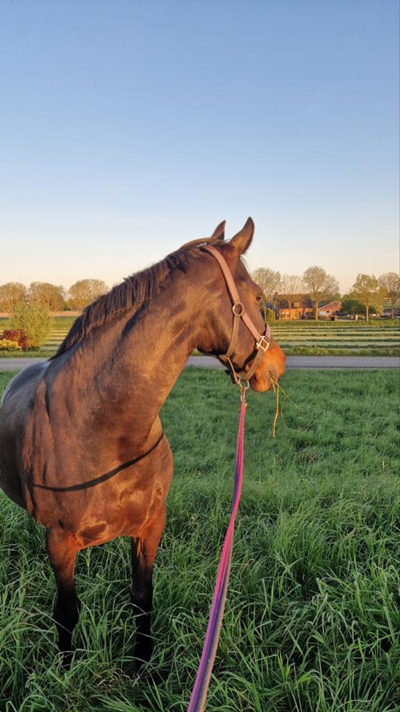 Lieve sociale merrie (kan niet bereden worden), Dieren en Toebehoren, Paarden, 7 tot 10 jaar, 160 tot 165 cm, Recreatiepaard, Merrie