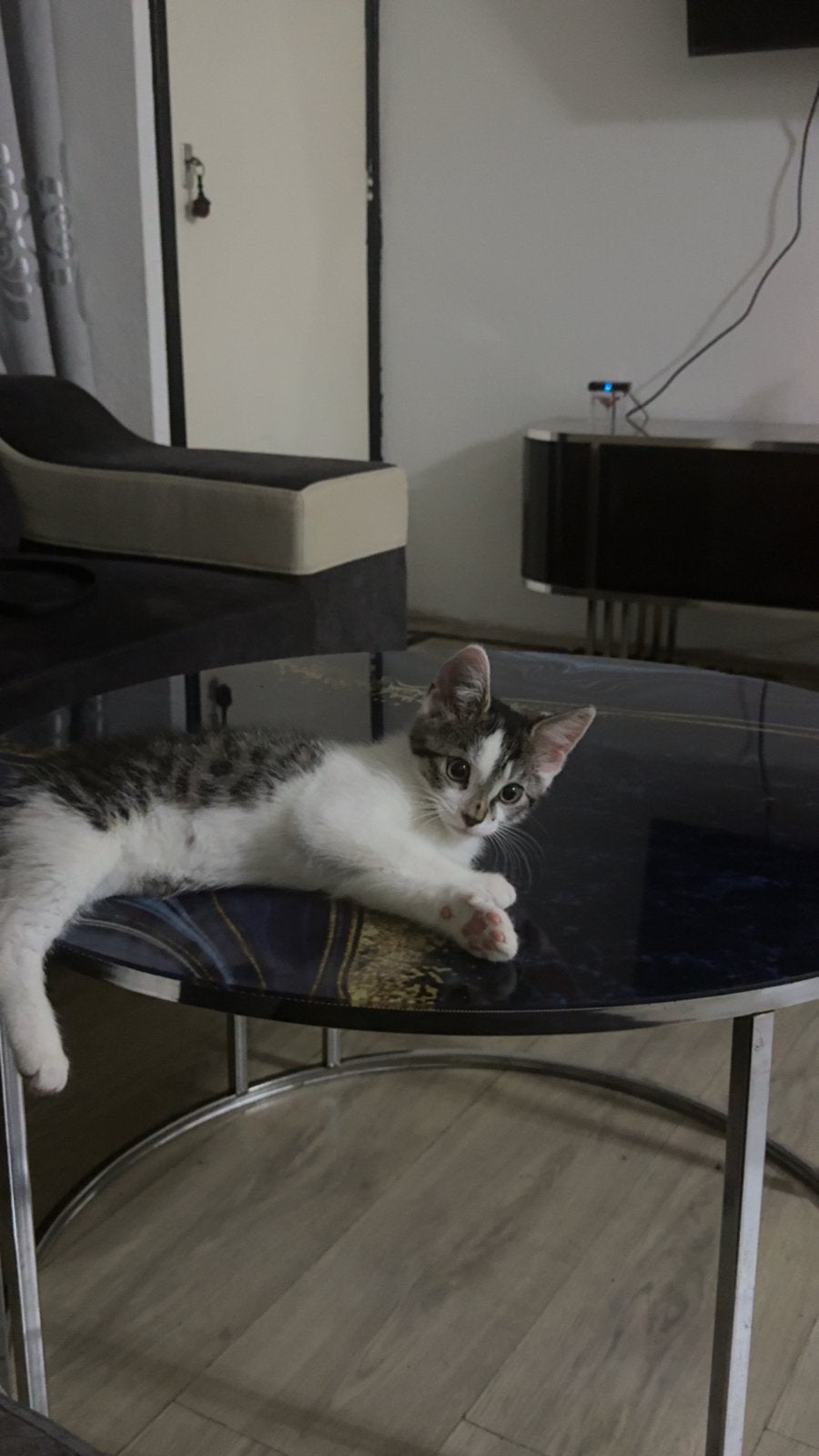 Poesje, Dieren en Toebehoren, Poes, Kortharig