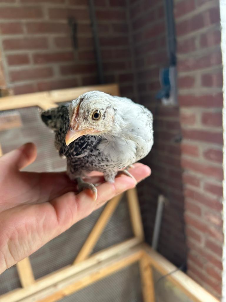 Friese Kriel Kuikens Hennen, Dieren en Toebehoren, Vrouwelijk