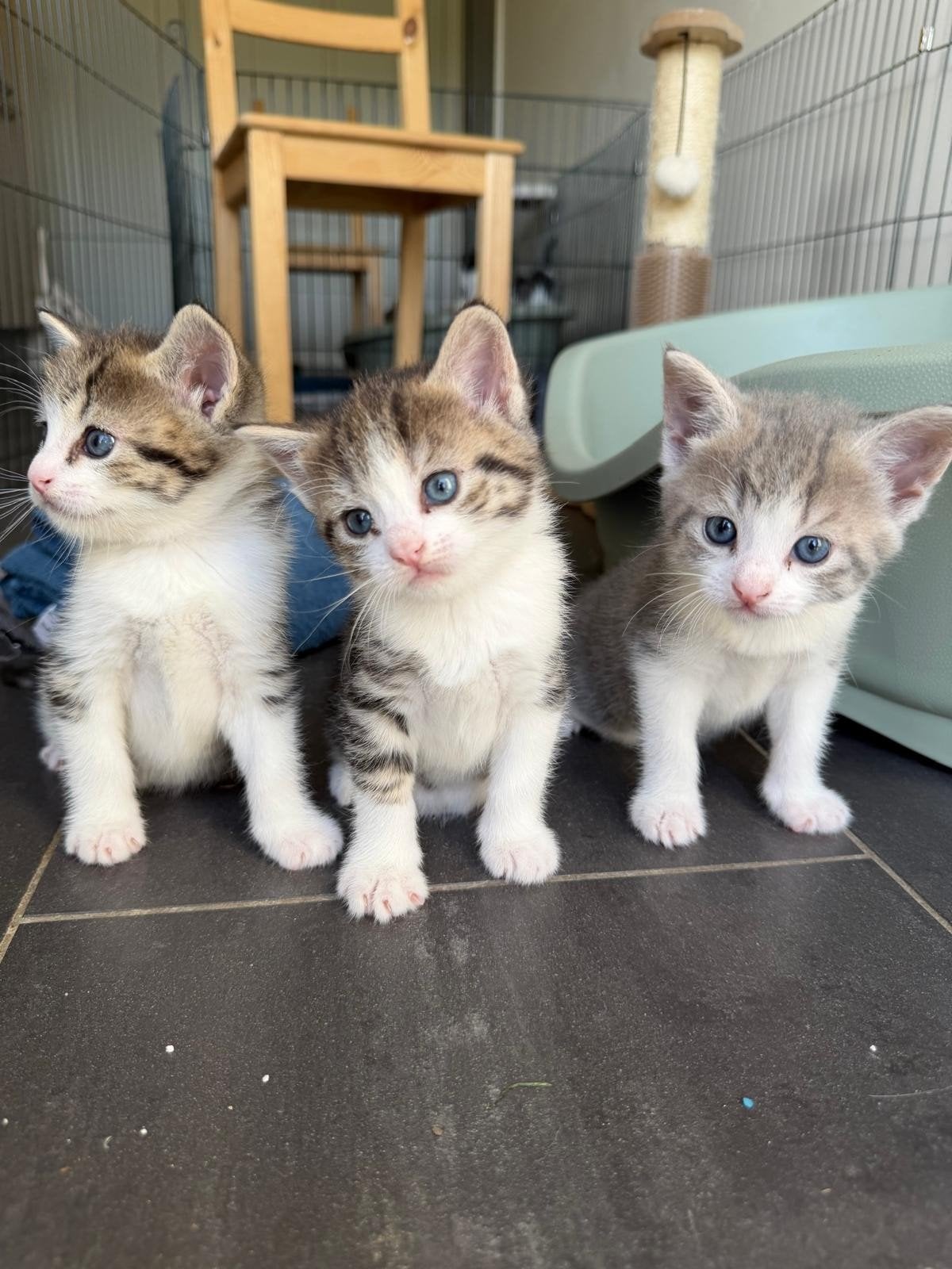 Cyperse en lynx point siamese kittens te koop, Meerdere dieren