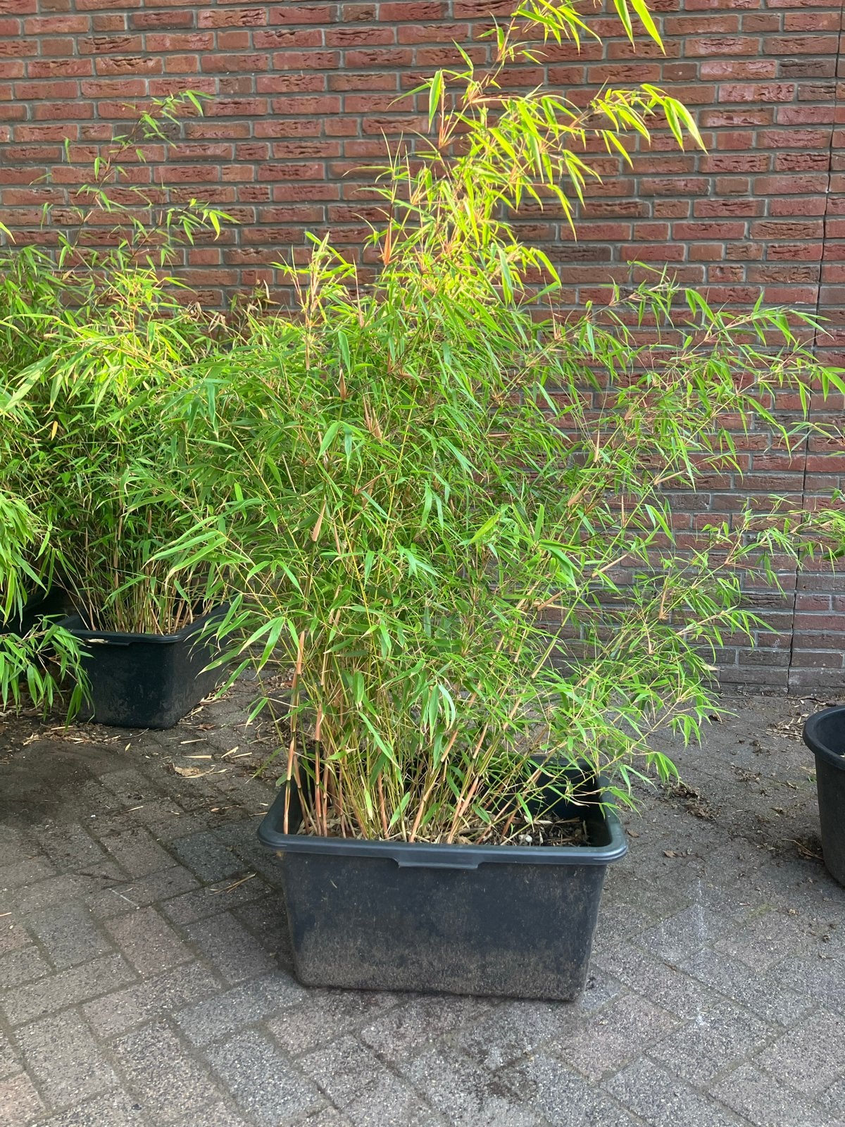 Niet-woekerende Fargesia bamboe, Ophalen, Vaste plant, Siergrassen, Bloeit niet