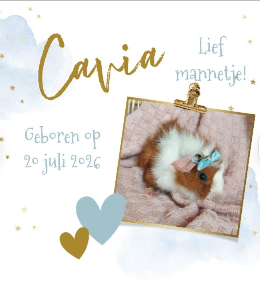 Gezonde, Lieve, super tamme jonge cavia beertje te koop, Dieren en Toebehoren, Cavia, Mannelijk, Juli, Tam