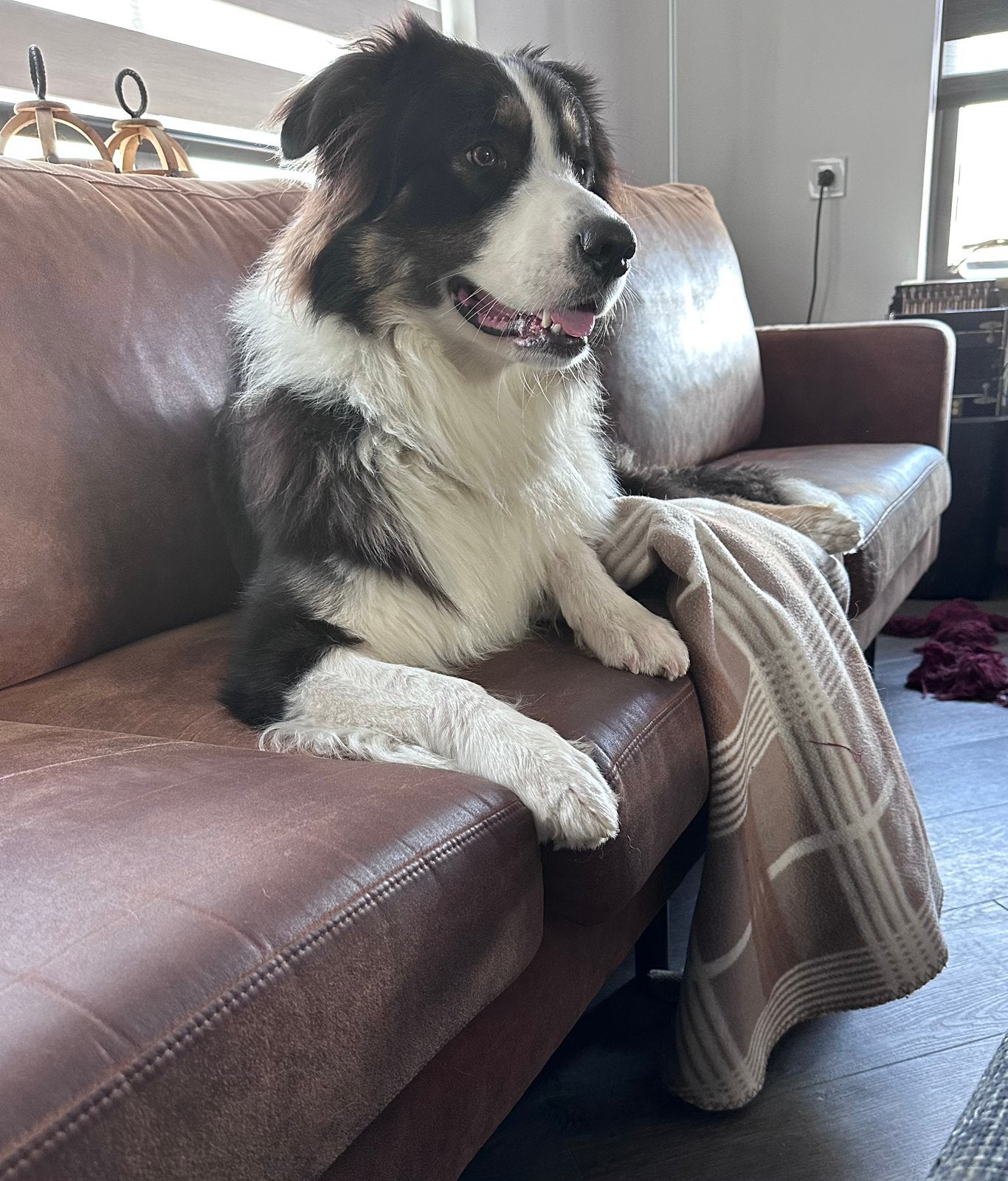Spoed! Herplaatsing Austr.Herder x Berner Sennen 1,5 jr, Parvo, Reu, 1 tot 2 jaar, Groot