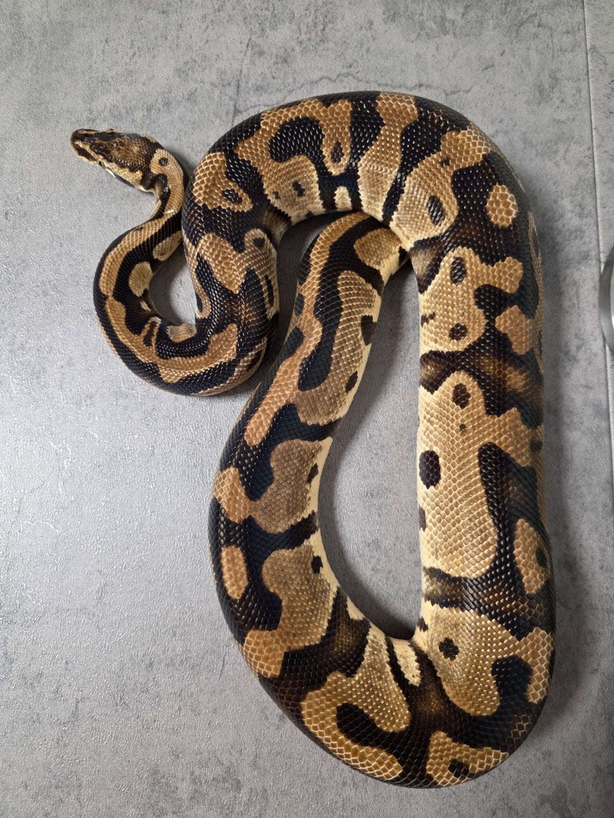 Python Regius kweekdieren Ball Python photo 4