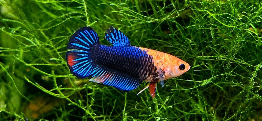 Betta vrouw koi - marble - avatar galaxy, Dieren en Toebehoren, Vis
