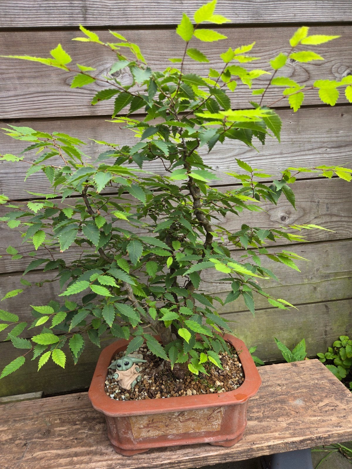 Bonsai zelkova, Ophalen
