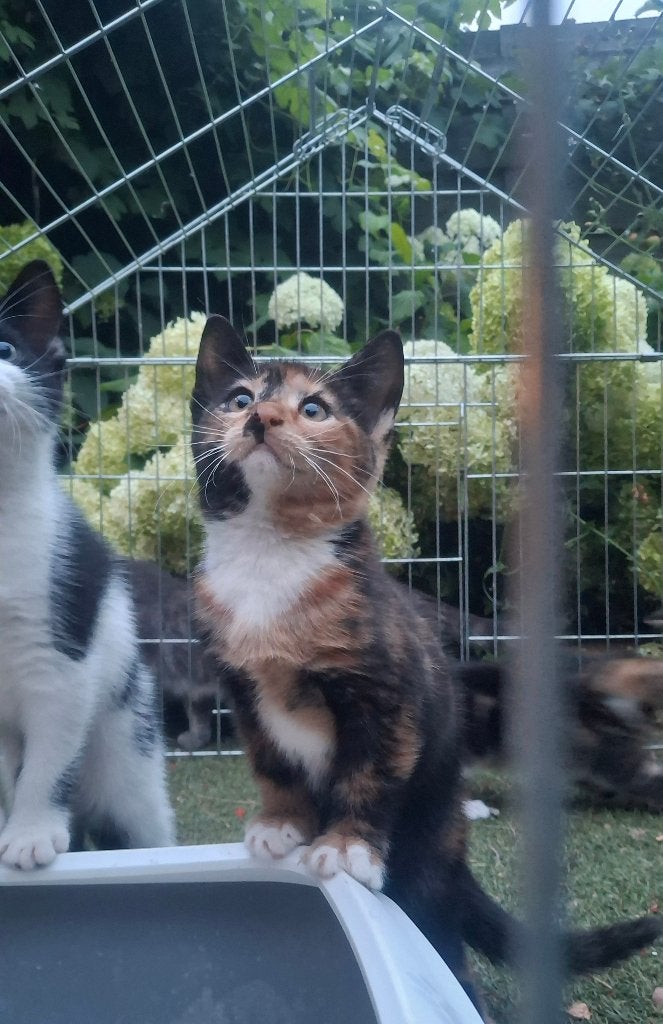 Nog 3 beschikbaar! 4 super knappe kittens!, Meerdere dieren, Kortharig, 0 tot 2 jaar