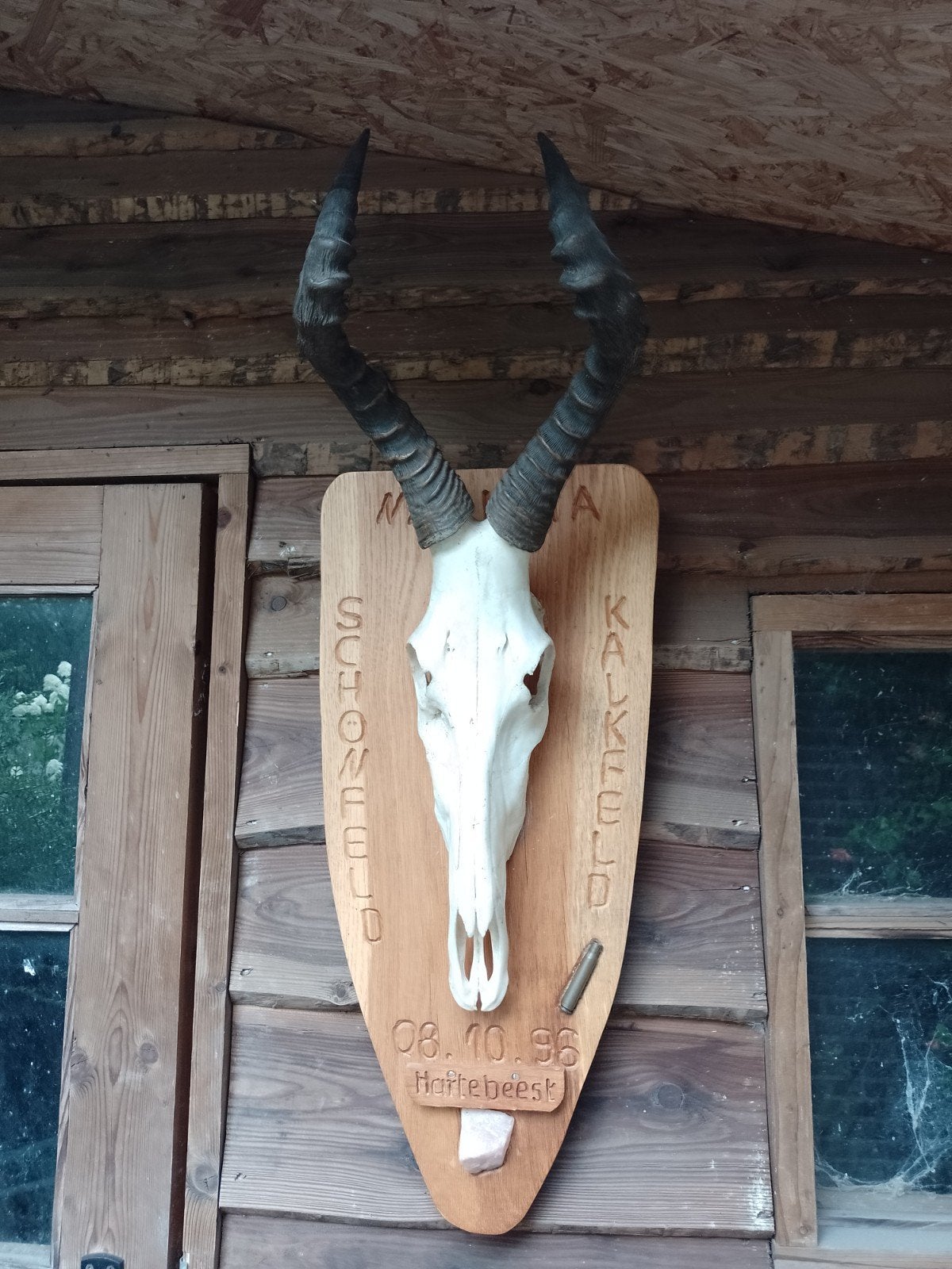 Trofee hartebeest hoorns Namibië Kalkfeld Afrika, Ophalen of Verzenden