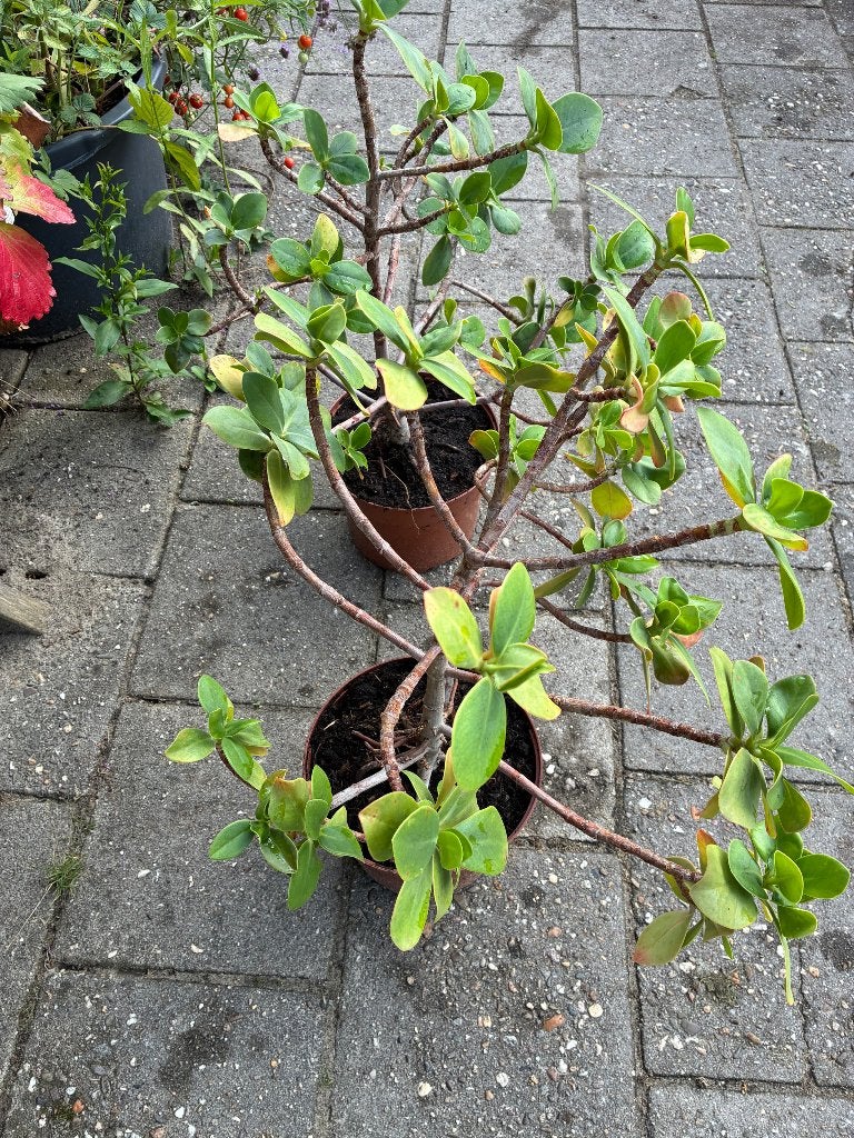 Clusia Rosea, Ophalen, Vetplant, Halfschaduw, Minder dan 100 cm