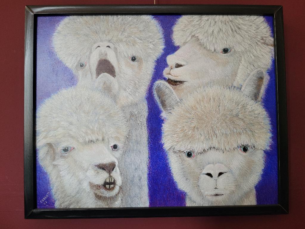 Alpaca's, Ophalen