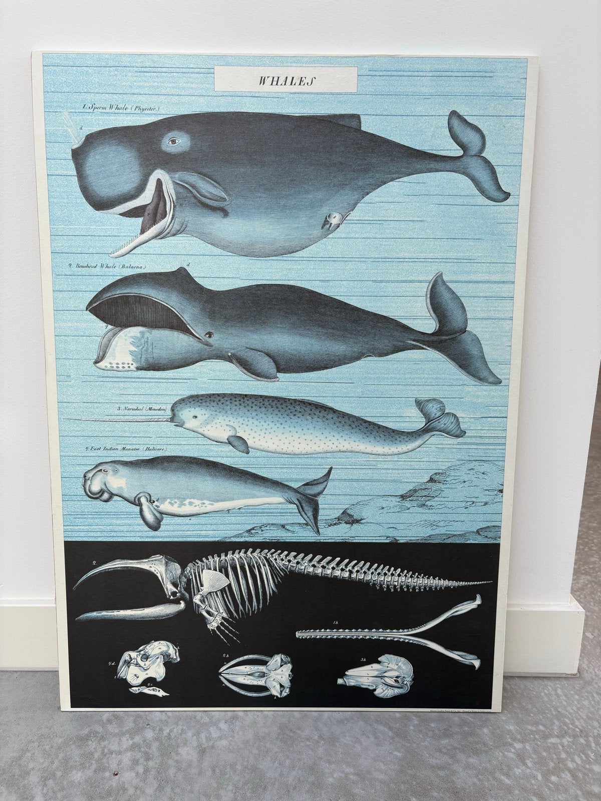 “School” poster van Cavallini, Ophalen of Verzenden