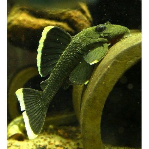 L047 Mango Pleco te koop  Bijzondere Harnasmeerval, Vis, Zoetwatervis