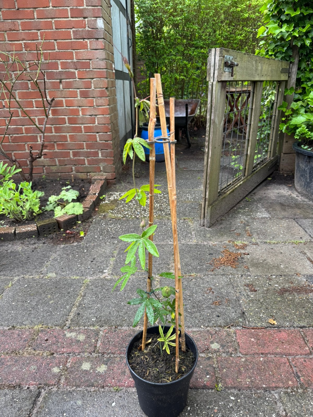 Passiebloem met knoppen erin klimplant paars witte bloemen, Ophalen, Vaste plant, Klimplanten, Volle zon