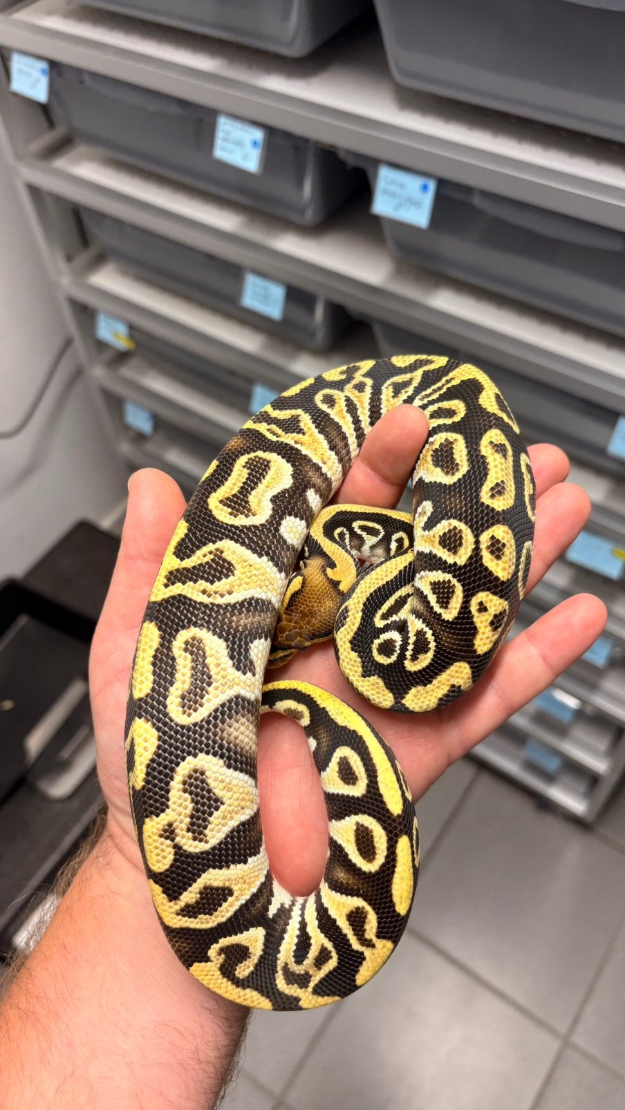 Orange dream cypress 100% het clown ball python, Slang, 0 tot 2 jaar