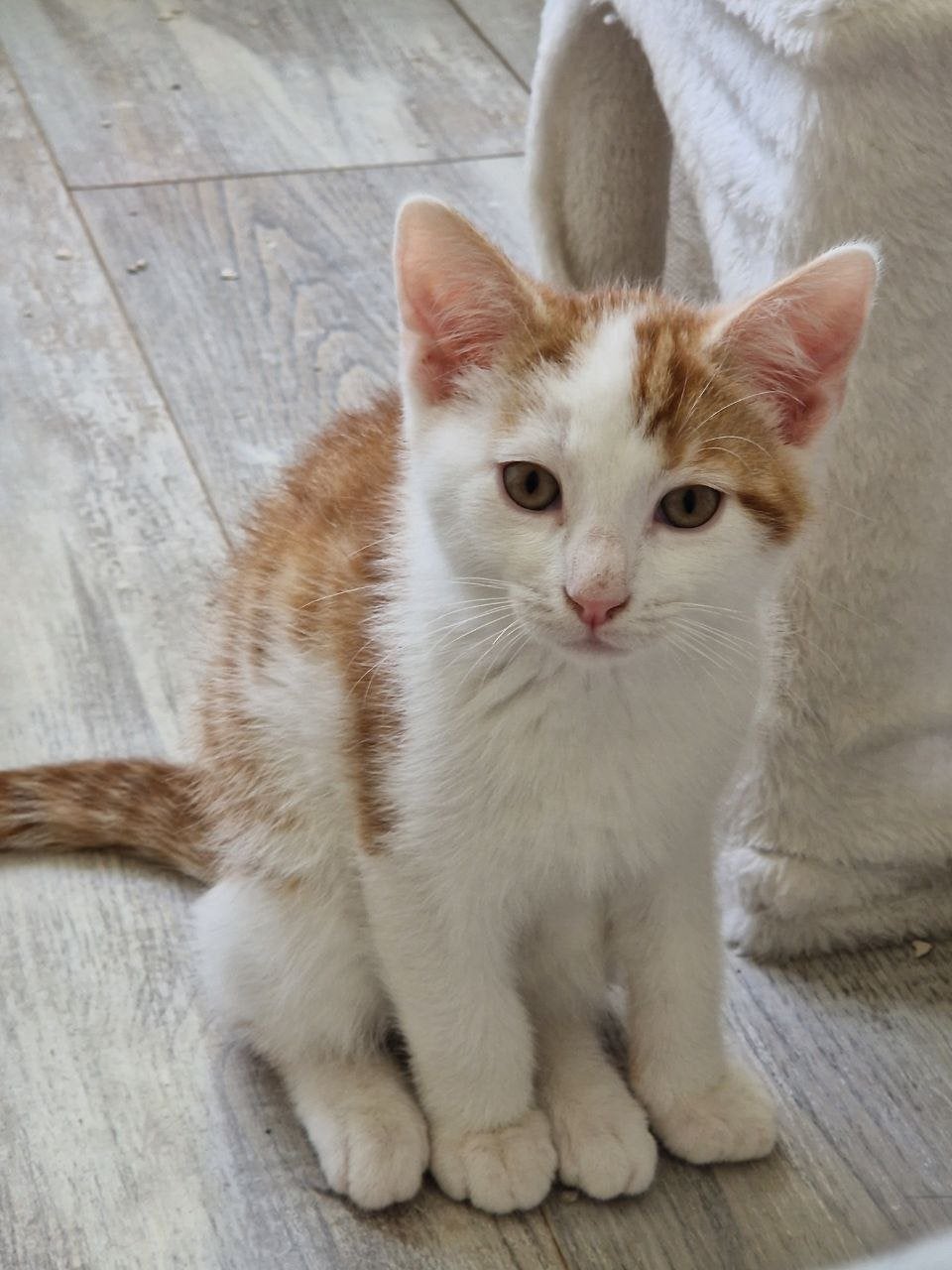 2 lieve kittens zoeken samen een gouden mandje! 🐾, Kater