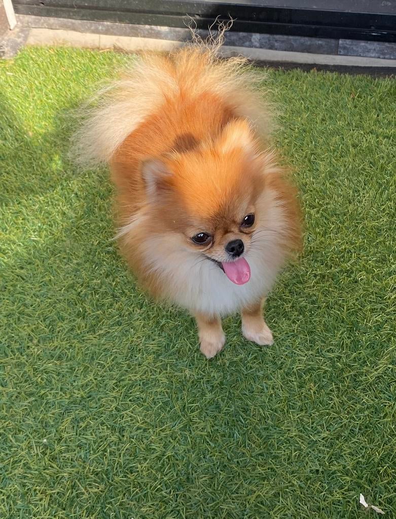 Pomeriaan Lizzy met stamboom, Dieren en Toebehoren, Honden | Poolhonden, Keeshonden en Oertypen, Particulier, Overige rassen, Buitenland
