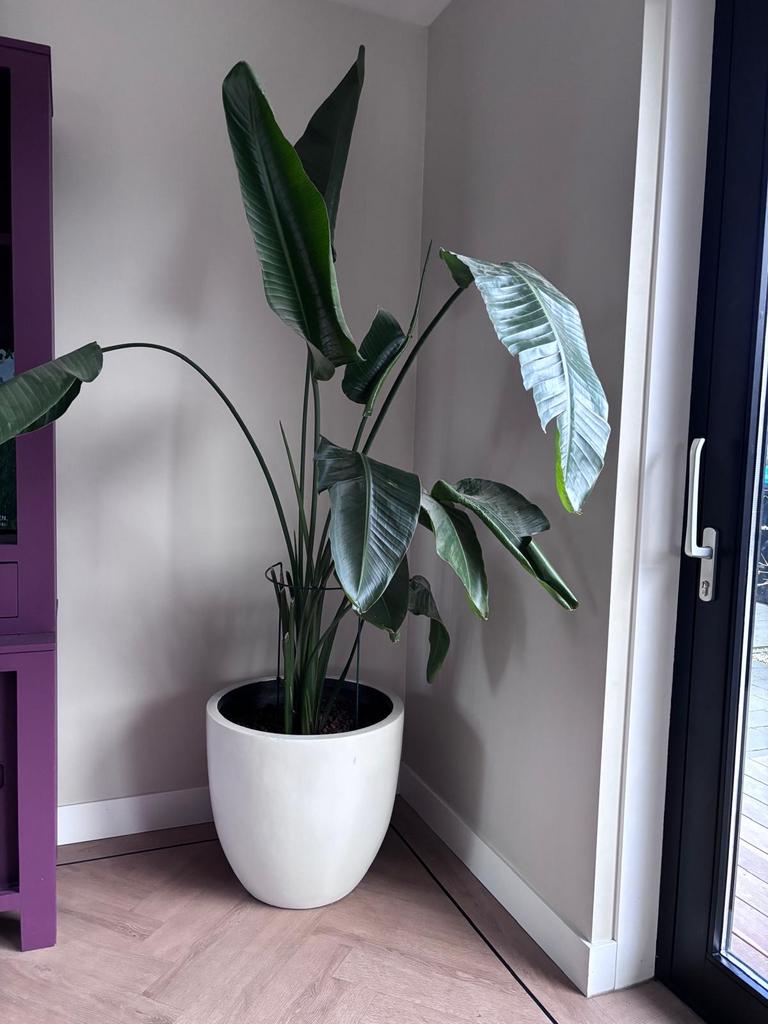 Mooie Strelitzia met pot - ca. 200 cm, Ophalen, 200 cm of meer, Overige soorten, Halfschaduw
