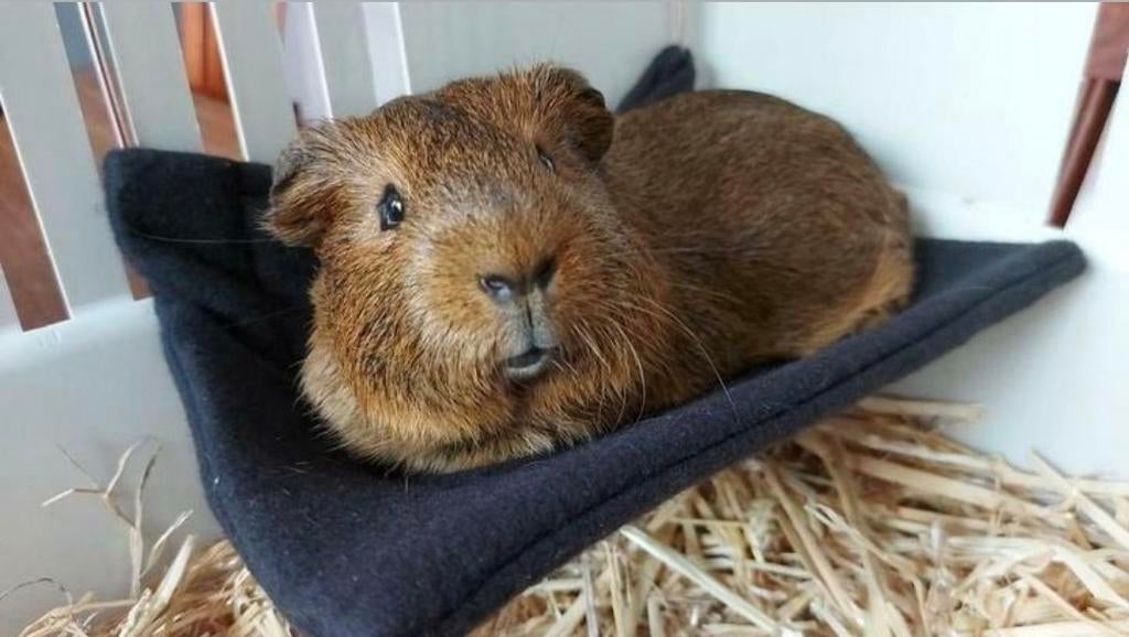 * Hangmatjes voor cavia konijn rat chinchilla of fret NIEUW, Engelberterweg 65 9723EK groningen, Karinas Dierenwebshop, Nieuw
