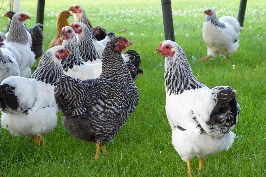 Wyandotte kriel kippen, Dieren en Toebehoren, Pluimvee, Meerdere dieren, Kip
