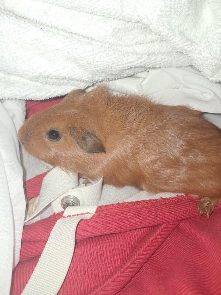 Cavia mannetje verkoop hem voor me buurvrouw, December