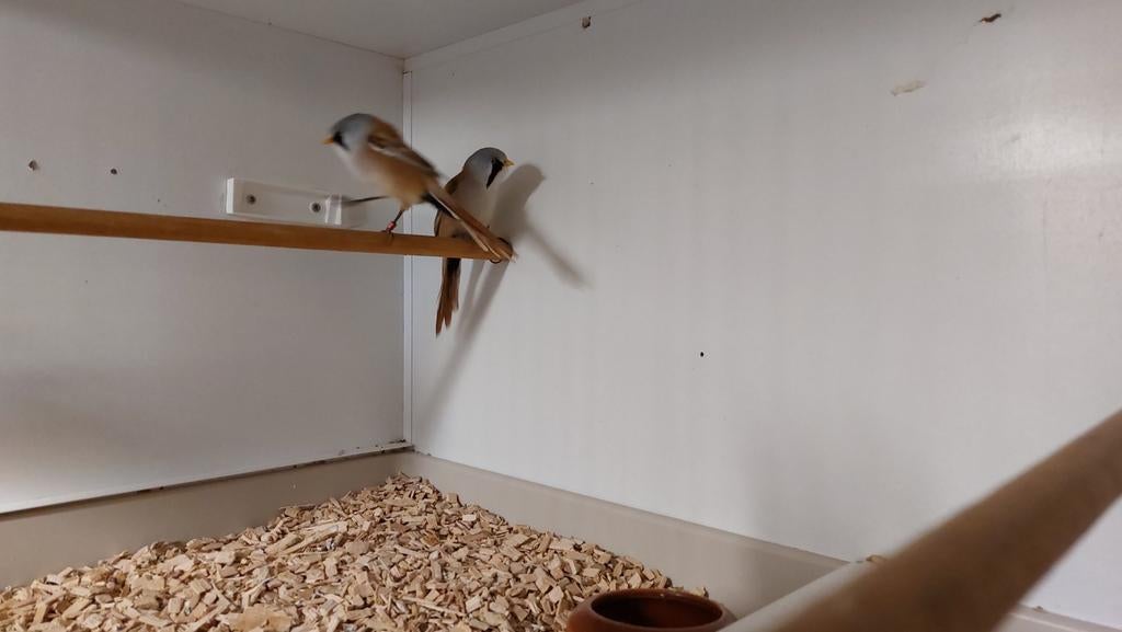 Baardman, Dieren en Toebehoren, Mannelijk