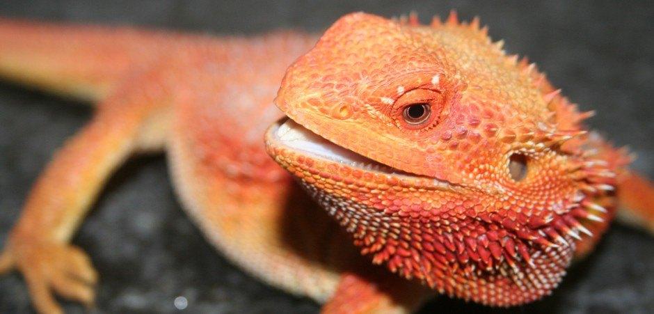 Vakantiopvang hagedissen reptielen baardagamen, 0 tot 2 jaar