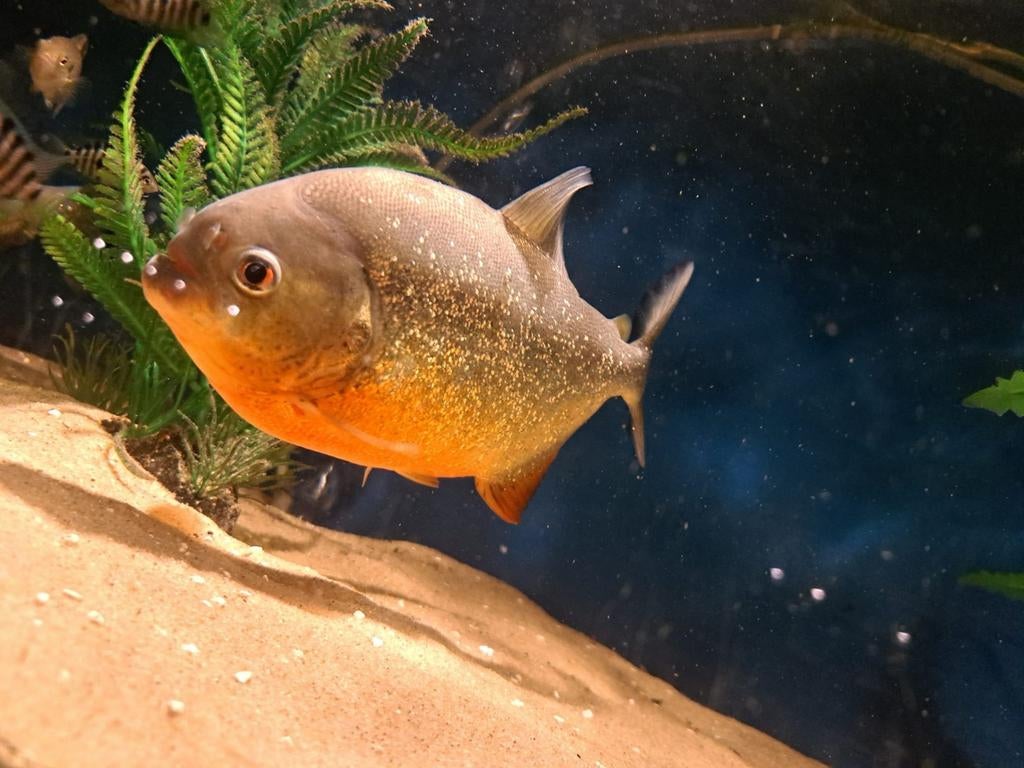 2x Roodbuikpiranha (Pygocentrus nattereri), Dieren en Toebehoren, Vis, Zoetwatervis