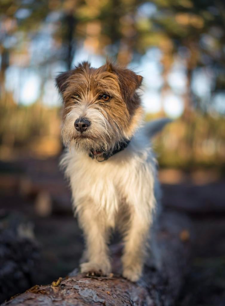 Ruwharige raszuivere jackrussell reu ter dekking aangeboden, Dieren en Toebehoren, Honden | Jack Russells en Terriërs, 6 jaar of ouder