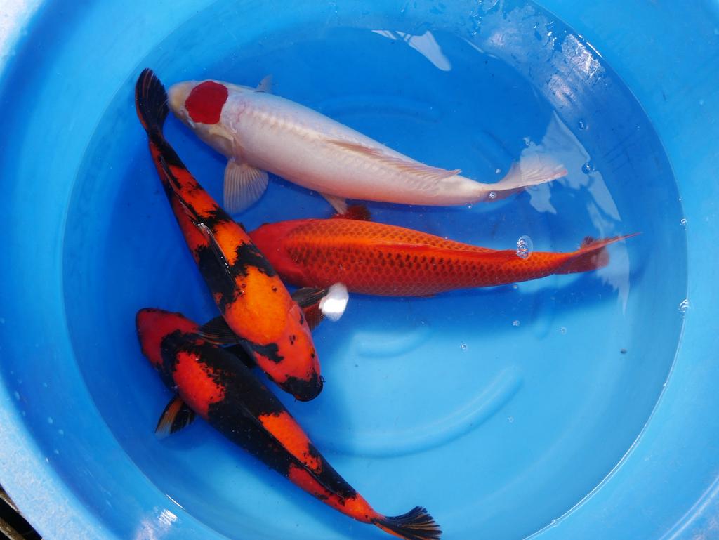 Hi utsuri en prachtige japanse koi bij HEESCHKOI tancho, Dieren en Toebehoren, Vissen | Vijvervissen, Karper of Koi