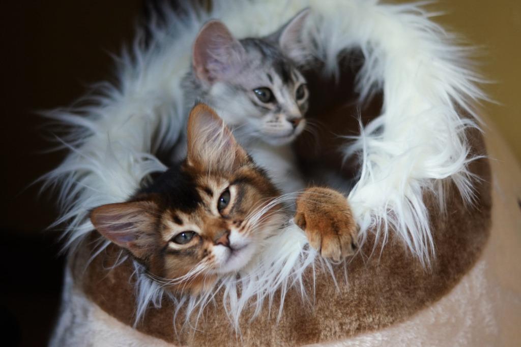 Somali en Abessijn variant, kittens en herplaatser, Meerdere dieren, Met stamboom, 0 tot 2 jaar