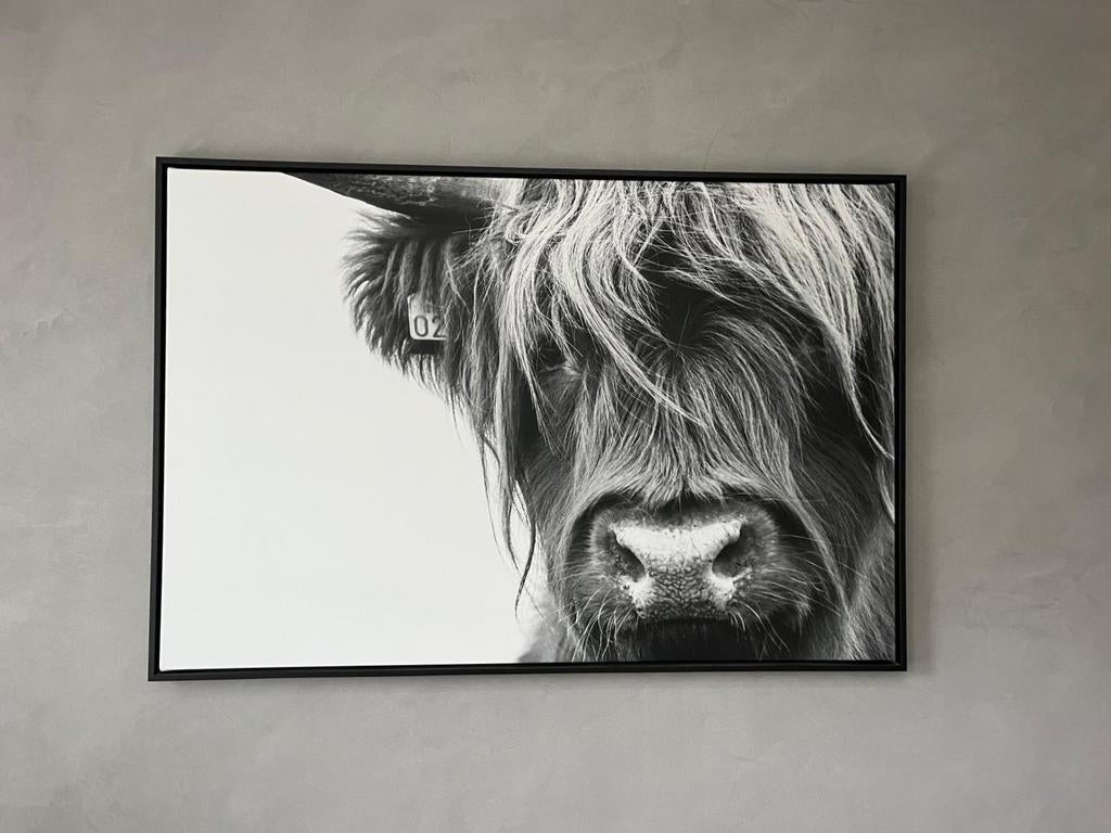 Prachtige foto van Schotse Hooglander op canvas 123cm x 83cm, Ophalen, Zo goed als nieuw, 100 tot 125 cm, Foto of Poster