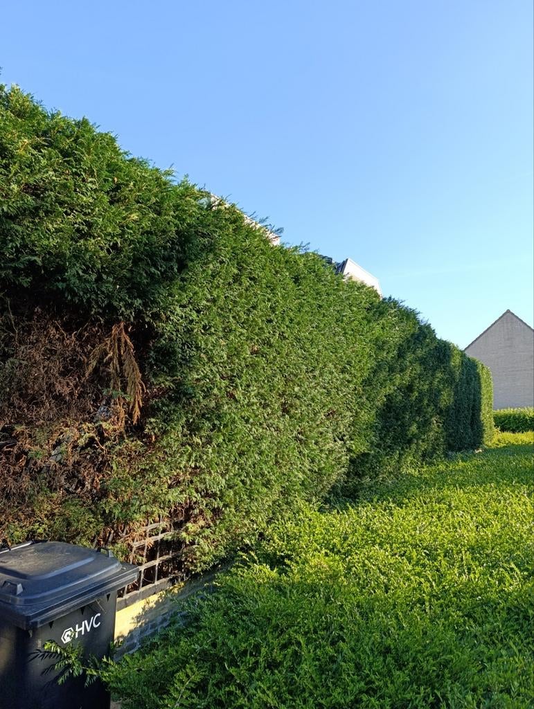 Tuinman in regions Amsterdam Alkmaar bergen purmerend Horn.