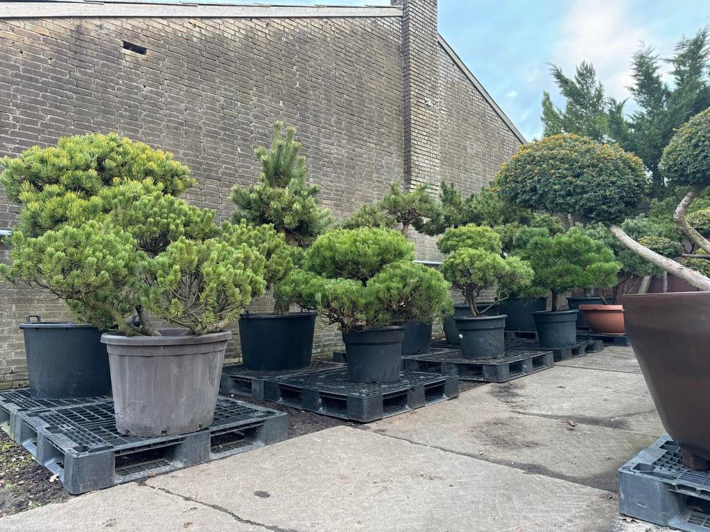 Vormsnoei bomen en tuinbonsai - Nobilis Ens. Zondag geopend, Bloeit niet, Overige soorten, 100 tot 250 cm, Ophalen
