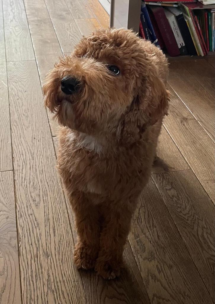 kleine medium /mini Australian Labradoodle pure AL dekreu, Dieren en Toebehoren, Honden | Dekreuen, Parvo, Reu, 1 tot 2 jaar, Eén hond
