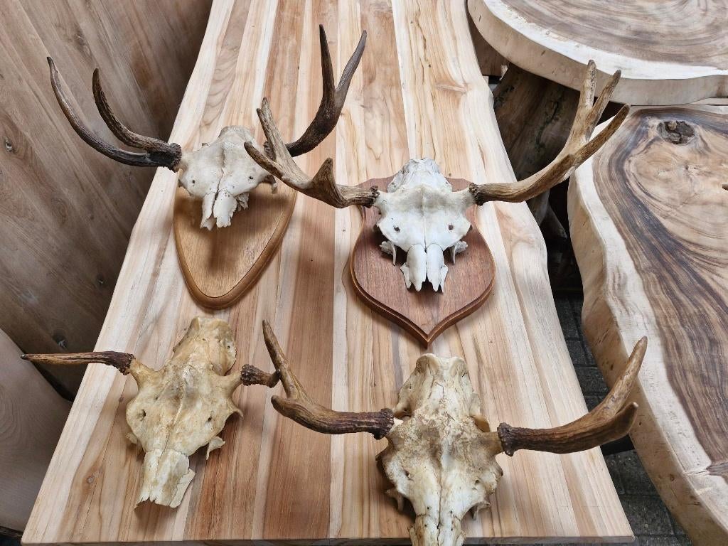 geweien eland en ree, horens koe, schedels, Verzamelen, Dierenverzamelingen, Ophalen of Verzenden, Nieuw, Wild dier, Gewei of Kop
