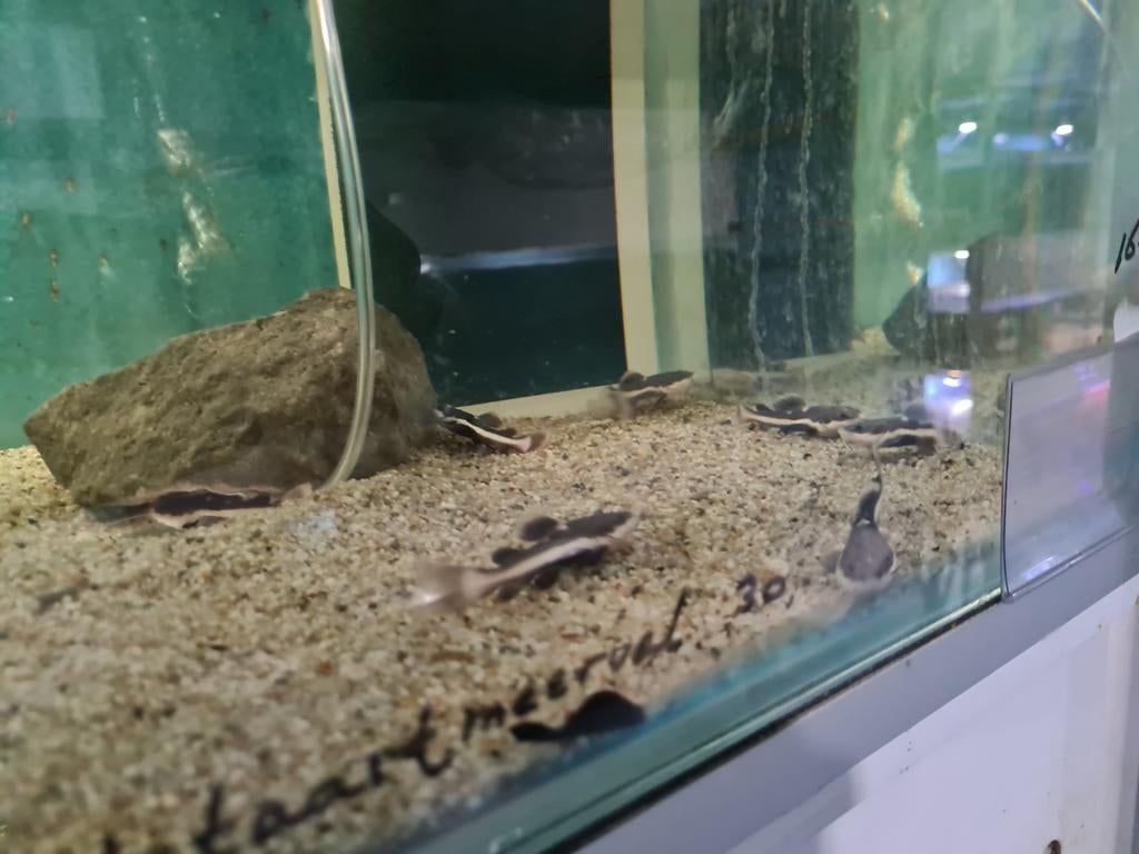 Roodstaartmeerval, rtc, Phractocephalus Hemioliopterus, Dieren en Toebehoren, Vissen | Aquariumvissen, Vis, Zoetwatervis