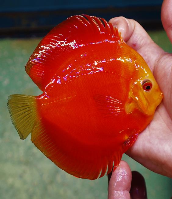 Discus Red Melon ca 6 cm - siner - Koidream Valburg, Dieren en Toebehoren, Vissen | Aquariumvissen, Vis, Zoetwatervis