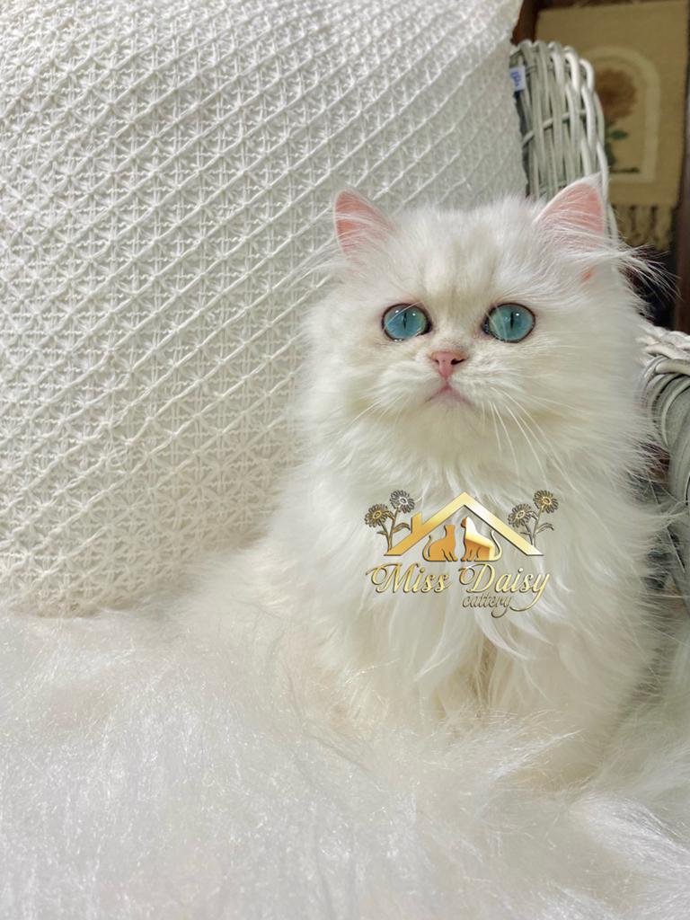 Exclusieve British Longhair Silver poes beschikbaar, Poes, Met stamboom, 0 tot 2 jaar