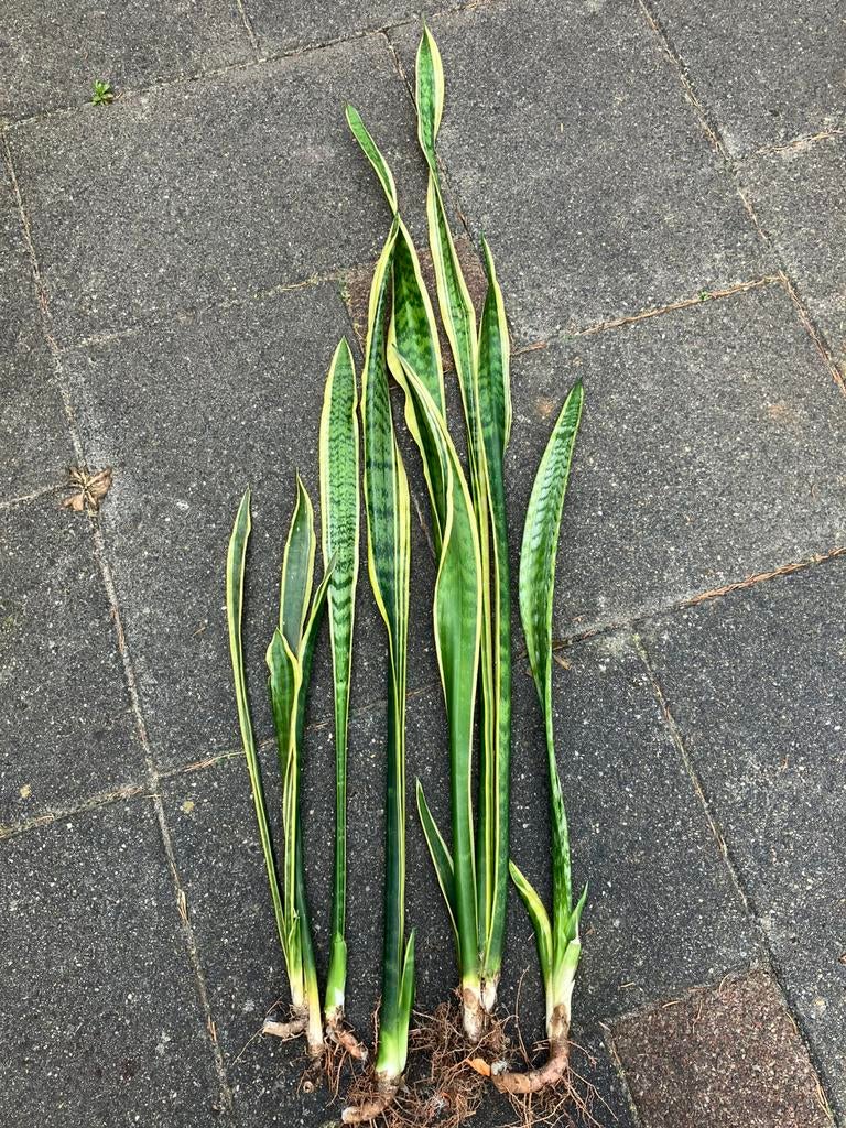 Vrouwentong (Sanseveria) lange stekken., Ophalen, Halfschaduw, 100 tot 150 cm