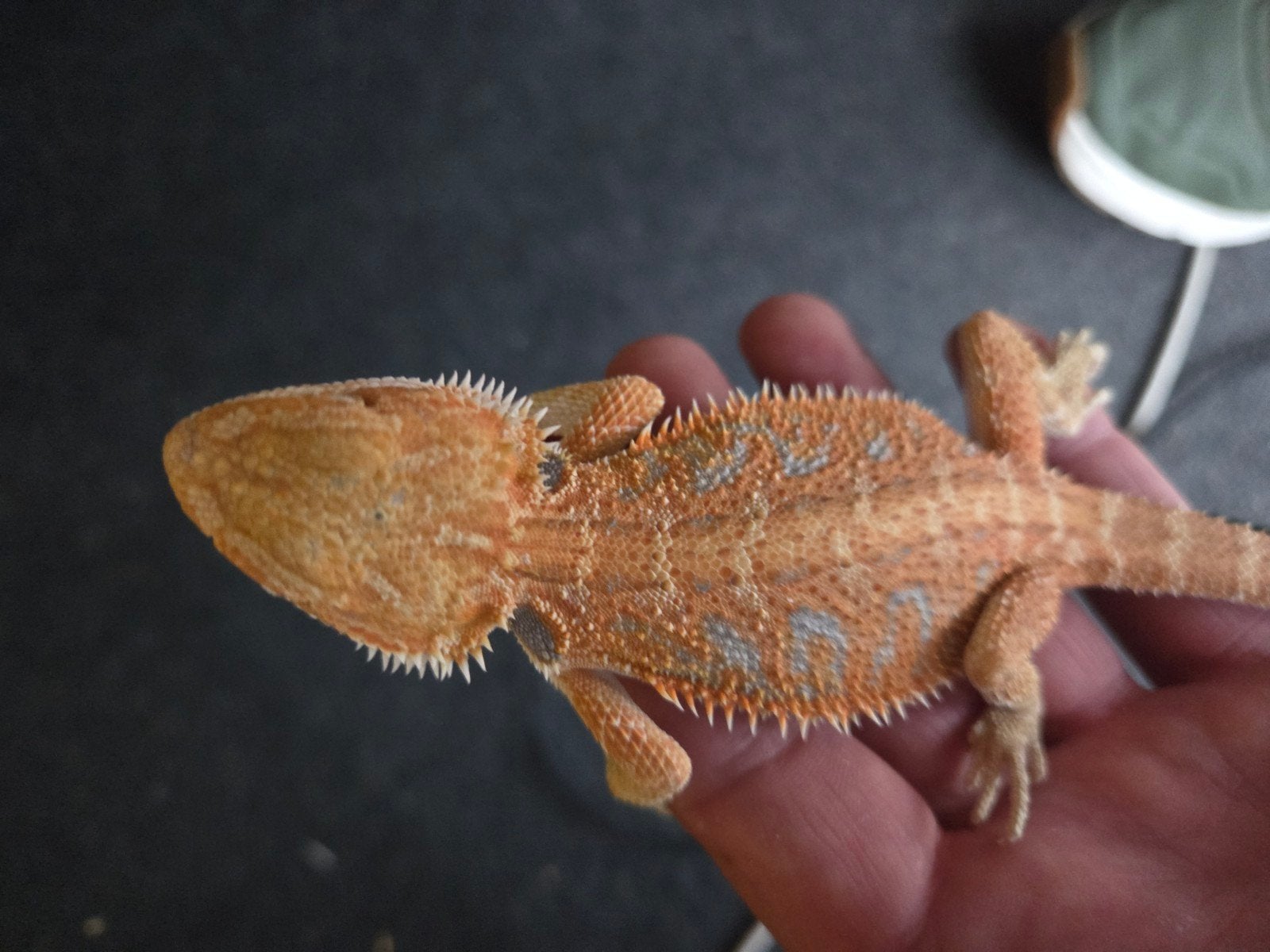 Baardagaam Pogona Vitticeps Hypo Red Orange Blue Bar Bearded Dragon photo 3